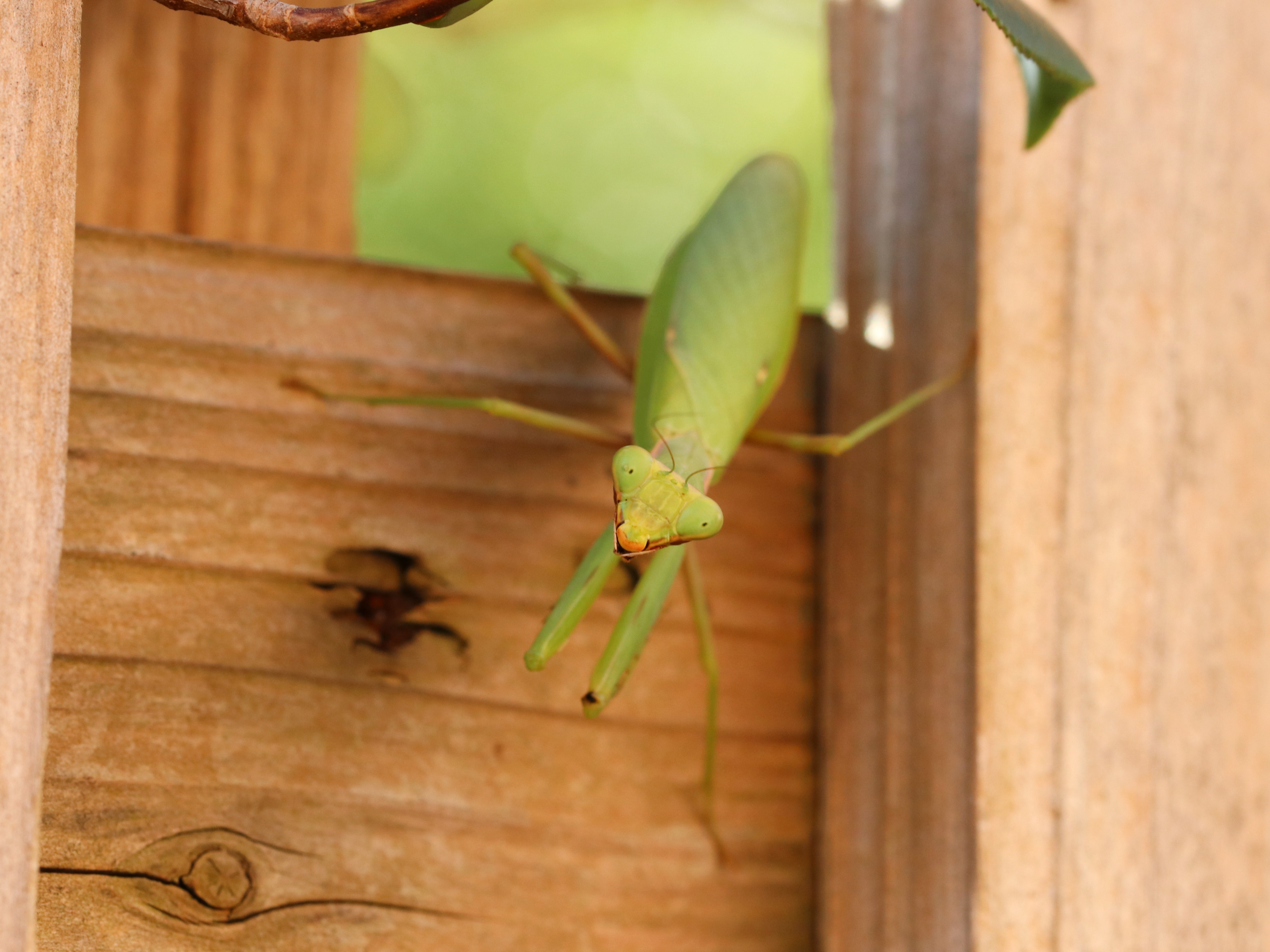 ハラビロカマキリ5
